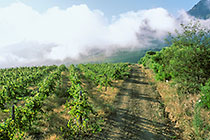 vineyards