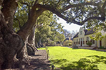 old camphor tree in front of homestead
