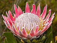 ??? king protea flower