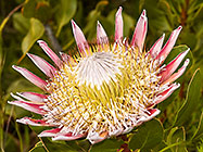 ??? king protea flower