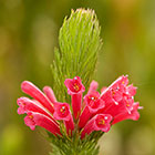 ??? trembling heath flowers
