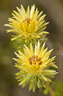 ??? flannel bush or featherhead flower