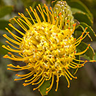 ??? ribbon pincushion flower