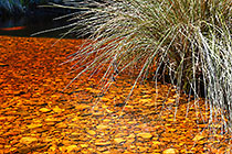 stones & grass in red stream