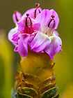 ??? vlieebos flowers