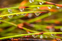 grass with water drops