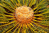 tree fern head