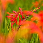 ??? flowers
