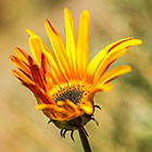 ??? African or silver daisy flower
