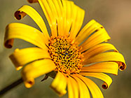 ??? African or silver daisy flower