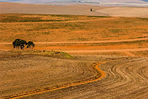 trees in brown wheat fields
