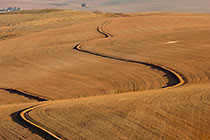 brown wheat fields
