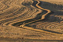 brown wheat fields