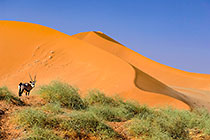 Oryx