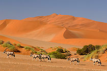 Oryx on the Move