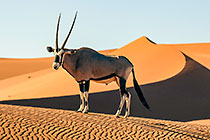 Oryx