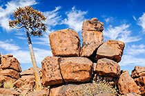 quiver tree & rocks