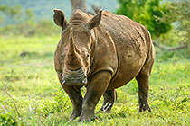 rhino