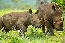 rhino cow & cub