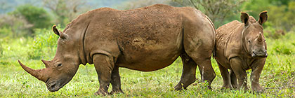 Rhinos