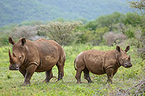 rhino cow & cub