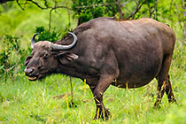 buffalo