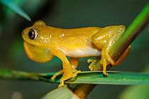 ??? golden leaf folding frog