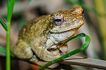 ??? foam nest frog