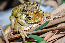 ??? foam nest frogs