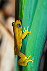 ??? golden leaf folding frog