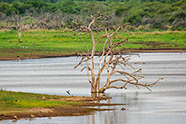 tree in water hole