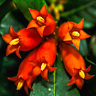 ??? wild pomegranate tree flowers