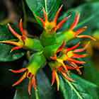 ??? wild pomegranate tree flower fruits