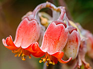 ??? pig's ear flowers