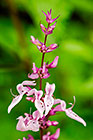 ??? Mpumalanga sagebush flowers