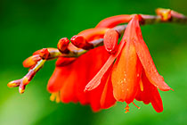 ??? montbretia flowers & buds