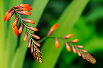??? montbretia flower buds & leaves