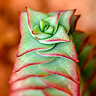Crassula