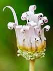 ??? African daisy flower w curved petals