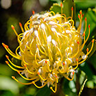 ??? Mossel Bay pincushion flowers