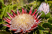 ??? king protea flower & bud