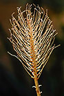??? dry flowerhead