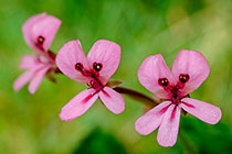 Pelargonium