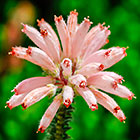 ??? fire heath flowers