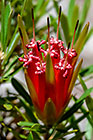??? mountain devil flower (bush from Australia)