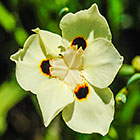 ??? evergreen iris flower