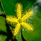 ??? water snowflake flower & leaves on pond