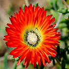 ??? royal or ice plant dew flower