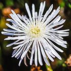 ??? flower