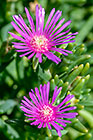 ??? dew flowers